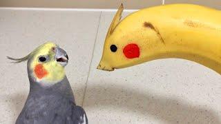 The World's Funniest Parrots To Make You Laugh! 