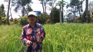 HKTI.testimoni bpk Peni Suparto (mantan walikota malang) mengenai teknologi pertanian m400 di malang