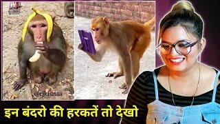 Funny Monkey Video (Hindi Dubbed) Comedy | Rj Kisna | REACTION | SWEET CHILLIZ 2.0 |