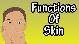 Functions Of Skin