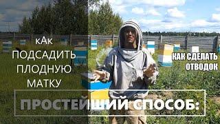 ПРОСТЕШИЙ способ КАК СДЕЛАТЬ ОТВОДОК и подсадить плодную матку