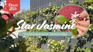 How to grow Star Jasmine | Trachelospermum Jasminoides | Our quick facts for beginners