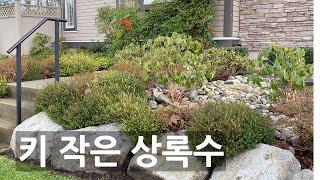 겨울정원을 지키는 상록수 #헤더(Heather) #회양목(Boxwood), 키 작은 정원수 추천, Gardening, Vancouver, Canada