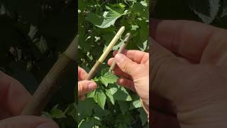 How to make a woodland whistle 🪵  #bushcraft #woodcraft #woodwork