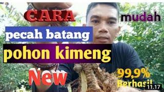 Dijamin berhasil 99,9% //Cara pecah batang terbaru  bonsai kimeng mudah dan aman buat pemula