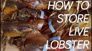 How to Store Live Maine Lobsters