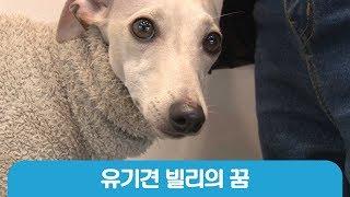 산책가자던 엄마가..유기견 빌리의 이야기