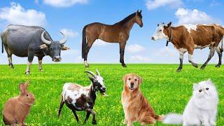 Farm Animal Sounds - Cows, Sheep, Goats, Chickens, Pigs, Buffaloes, Rabbits, Horses