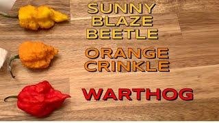 Warthog, Sunny Blaze Beetle, Orange Crinkle, by Warthog! K. Bane, M. Arthur!