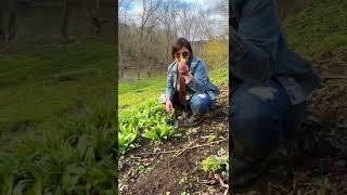 How to Identify Wild Ramps. 