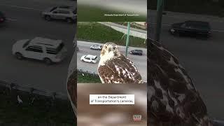 Red-Tailed Hawk Has a Bird's Eye View of Minneapolis Traffic #shorts