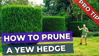 How to Prune a Yew Hedge, Tree, Shrub and Topiary