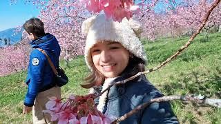 TAIWAN SAKURA FUSHOUSHAN