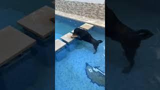 Rottweiler in The Pool ️️