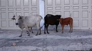 Video Sapi Lembu yang gemuk dan sapi yang lucu #sapigemuk #sapiternak #sapisuper #cow #fyp