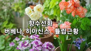 향수선화 브라이덜 크라운, 버베나, 히아신스, 튤립