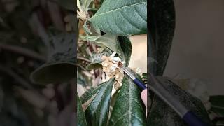 Мушмула японская раскрывает бутоны декабрь