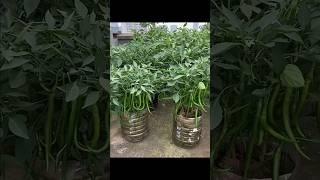 China farming technology | plastic botal #technology #shorts