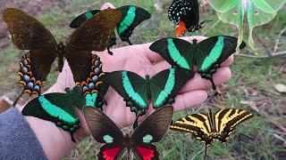 My Pets: Butterflies (& Moths) compilation (by Bart Coppens) - Butterflies as Friends!