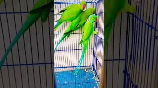 Parrot talking Jora ka #fantasticparrot #parrot