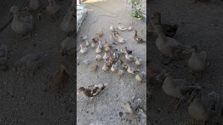 когда вы уже все заткнётесь