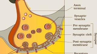 Synapse #Science #Control and Coordination #Biochemphy Institute