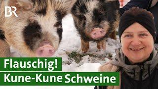 Fast ausgestorben! Alte Schweinerasse Kune-Kune durch Schweinezucht gerettet | Unser Land | BR