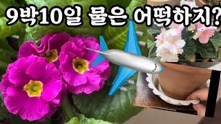 여행가기전 물주기 걱정마세요