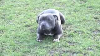 BLUE STUD DOG AVAILABLE ** STAFFORDSHIRE BULL TERRIER **  - 26 champs !!