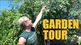 Arizona Garden Tour - Over 200 Fruit Trees on 1/3 Acre - Spring 2016