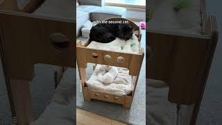 Will a Second Cat Change the First? #shorts #cat #funny
