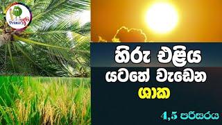 හිරු එළිය යටතේ වැඩෙන ශාක/ සෘජුව හිරු එළියේ වැඩෙන ශාක / 4,5 පරිසරය / primary අපි