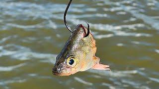 6 Tips Using Cut Bait for Catfish