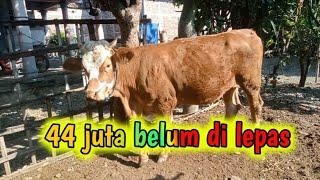 44 JUTA BELUM DI LEPAS