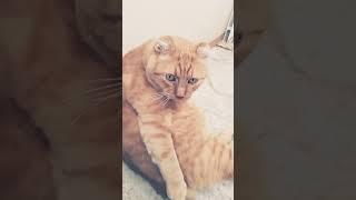 Рыжик, очень строгий, но очень милый и добрый ️️️ #котик #рыжийкот #рыжик #любовь #мяумяу