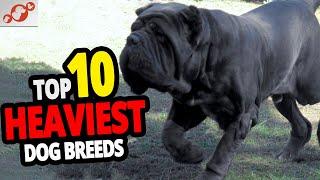  Heaviest Dogs - TOP 10 Heaviest Dog Breeds In The World!