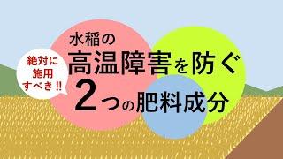 水稲の高温障害を防ぐ絶対に施用すべき2つの肥料成分