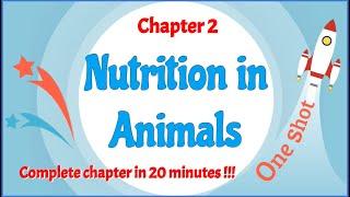 Class 7 Chapter 2 Nutrition in Animals OneShot - Complete chapter in 20 minutes !!! - LearnFatafat