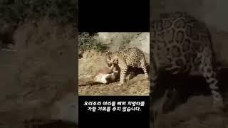 안 보면 후회하는 재규어 VS 퓨마 맞다이 영상