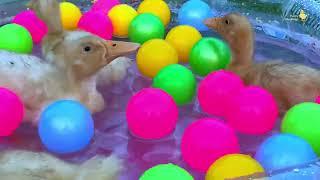 Ducklings in the pool, baby ducks, pig