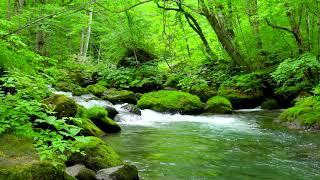Mountain Stream in Green Forest. Nature Sounds, Flowing River Stream, White Noise 10 hours to Sleep.