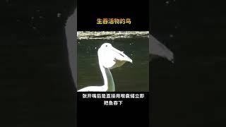 世界“最贪吃”的鸟，遇见什么都想咬一口，被称为“鸟中广东人”