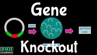 Gene Knockout | Knockout Mice |