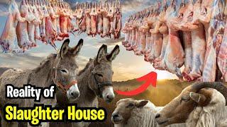 Reality Of World Biggest Slaughter House | Detail Vlog of Slaughter House | Shah Times | Chalo Phir