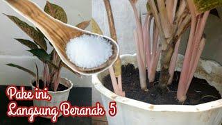 Cara Cepat Aglonema Beranak || Pupuk Micin untuk Aglonema