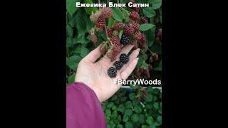 Ежевика Блек сатин в июне