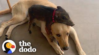 Baby Boar Chooses Yellow Lab To Be Her Dad | The Dodo