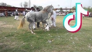 TIK TOK HORSE DANCE | HORSE DANCE 2021 | GHORA DANCE 2024 | Part 1