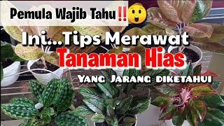 Tips Merawat Tanaman Hias yang Jarang Diketahui‼️ || Pemula Wajib Tahu