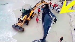 A City’s Compassion – Saving a Stranded Whale